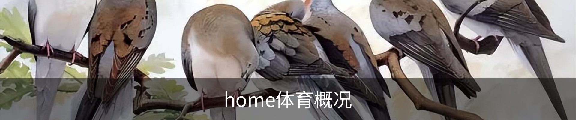 home体育概况